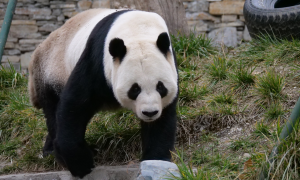守护爱心，传递温暖：博斯绅威大熊猫公益之路再启新程